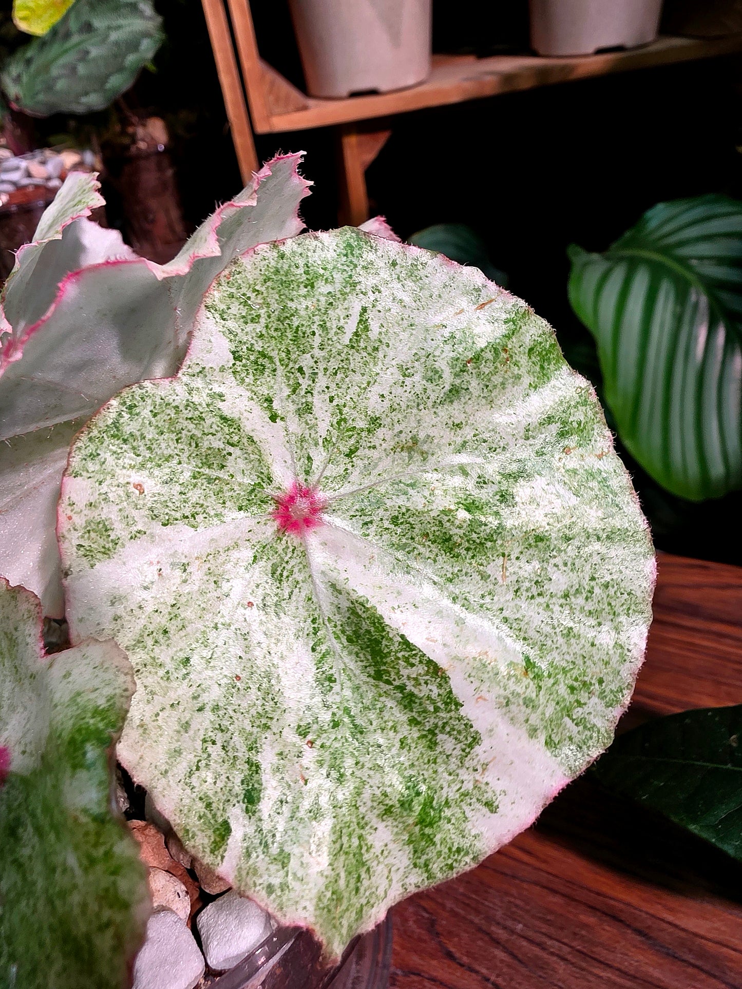 Begonia rouge variegated 胭脂錦秋海棠