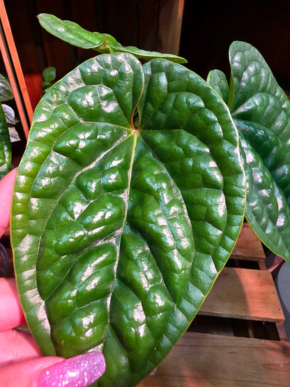 Anthurium luxurians platinum