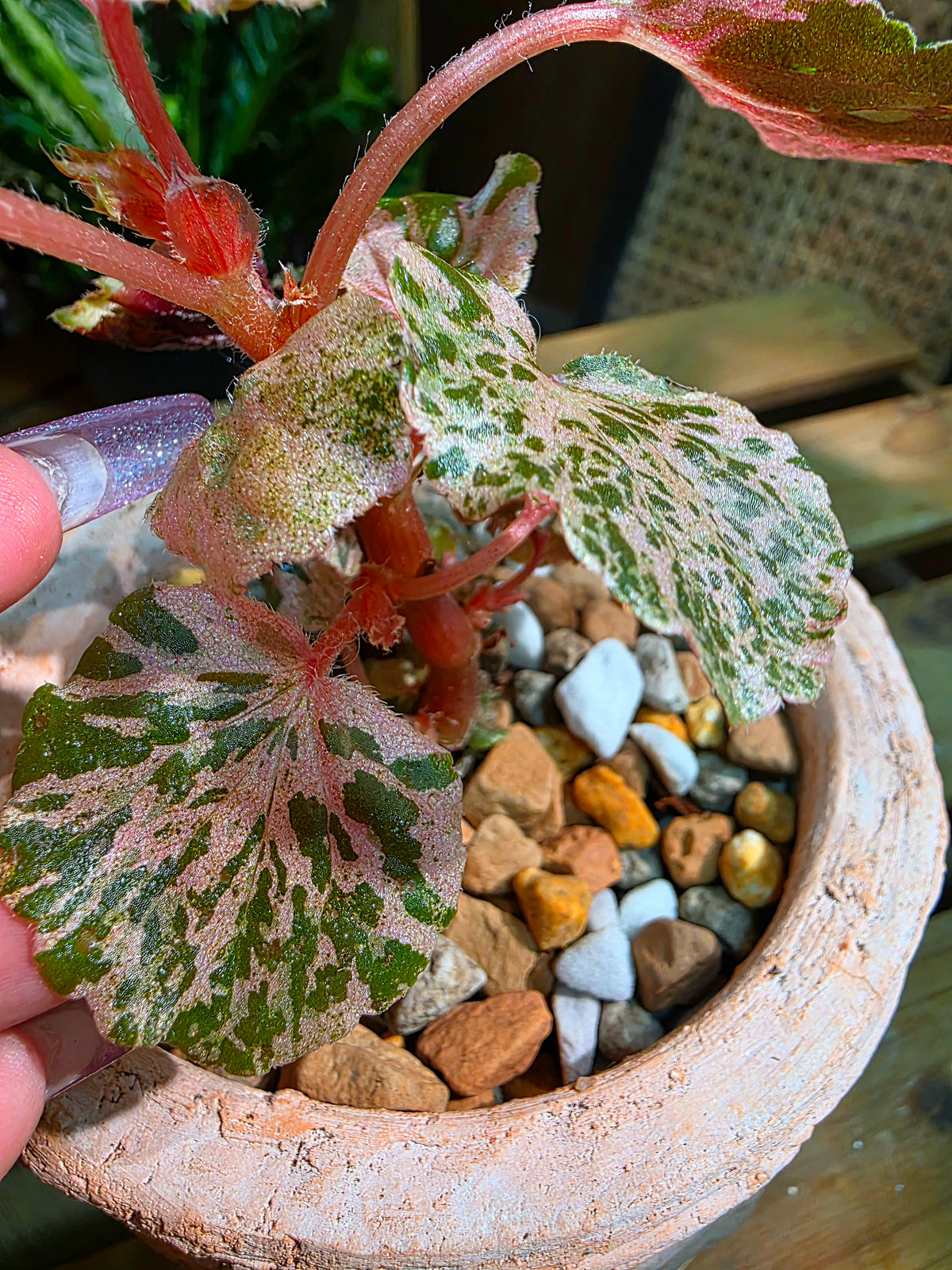 Begonia sp 粉斑貝殼秋海棠