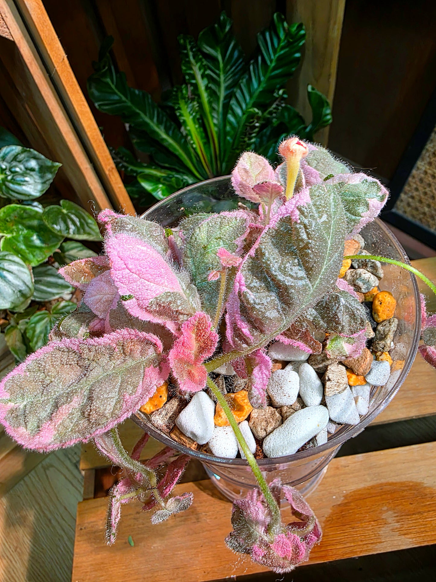 Episcia pink smoke 粉煙喜蔭花