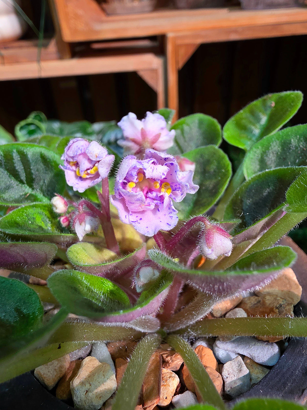 Streptocarpus ionqnthus 非洲紫羅蘭 - AM宸跡