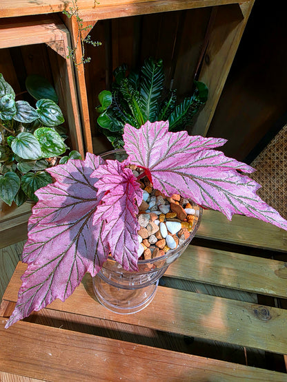 Begonia lamoon 月見櫻秋海棠