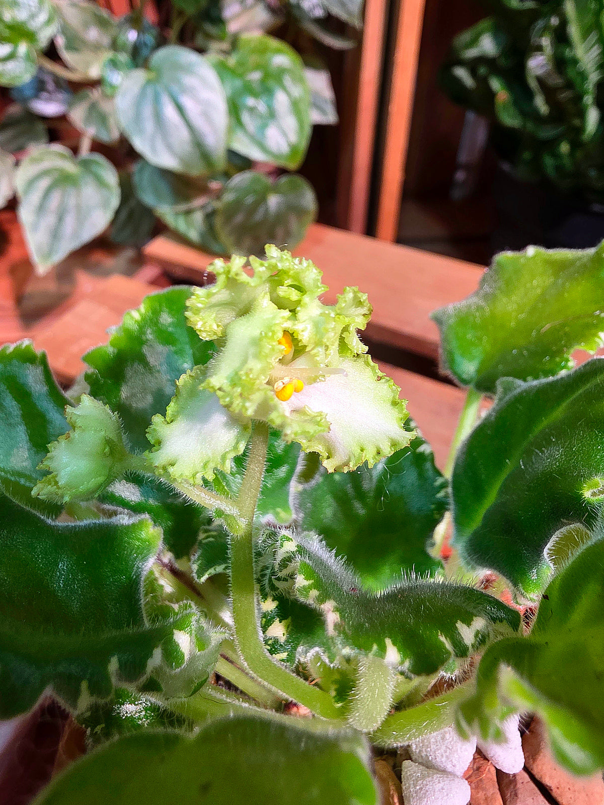 Streptocarpus ionqnthus 非洲紫羅蘭 - 刺蝟