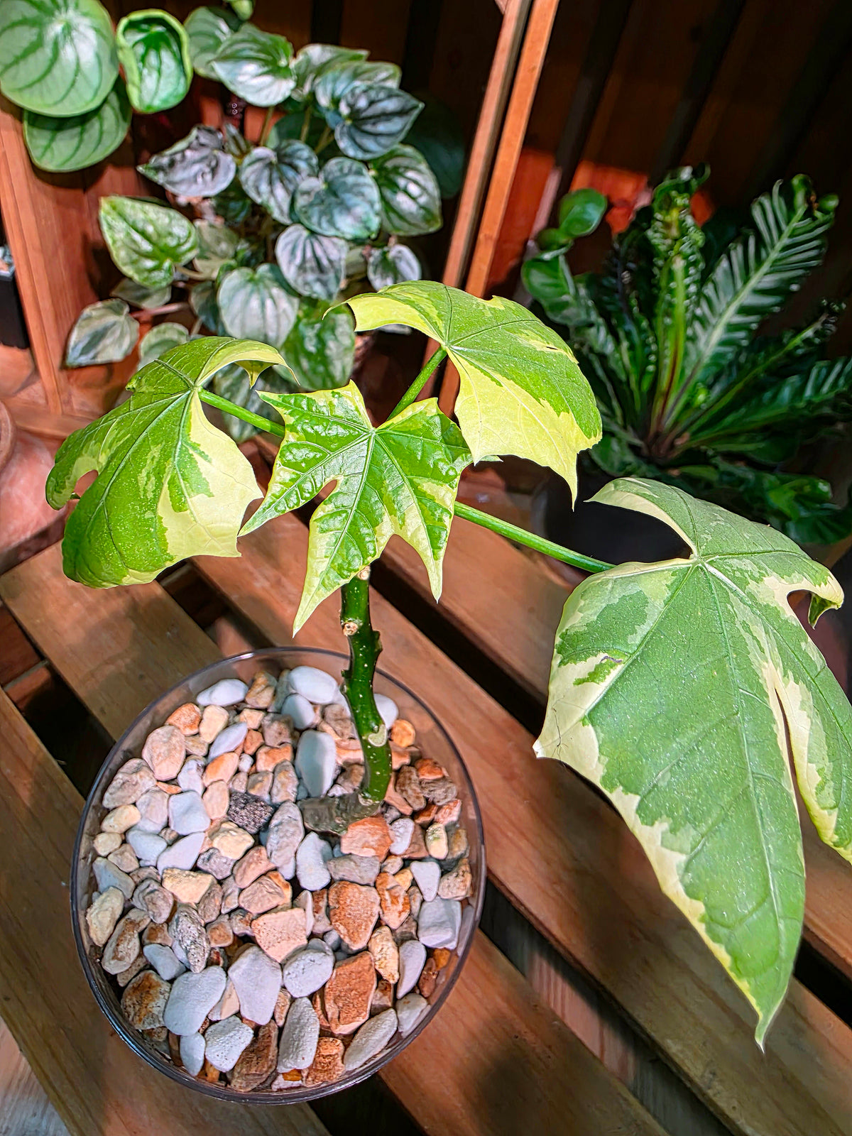 Cnidoscolus aconitifolius var 樹菠菜錦