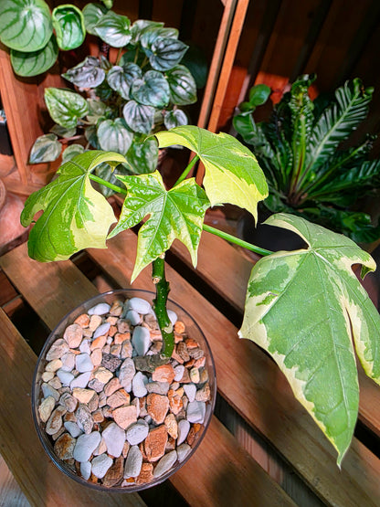 Cnidoscolus aconitifolius var 樹菠菜錦