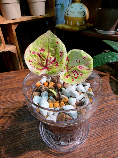 Caladium sp 粉紅豆彩葉芋