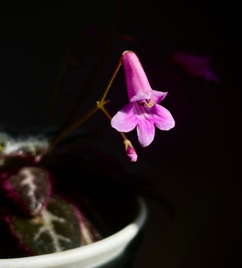 Primulina sinovietnamica