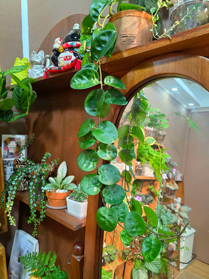 Hoya Carnosa Clinton 克林頓球蘭