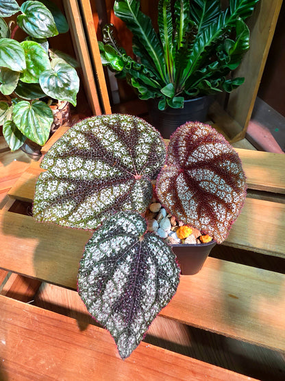 Begonia masoniana diamond 鑽石鐵十字秋海棠