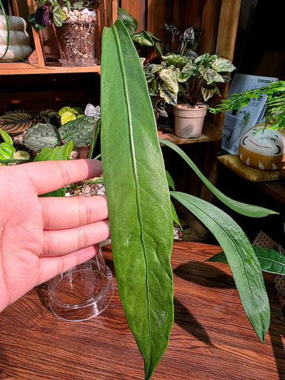 Anthurium vittariifolium 領帶花燭