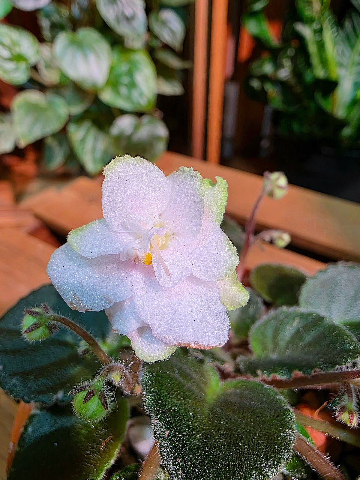Streptocarpus ionqnthus 非洲紫羅蘭 - Green dragon