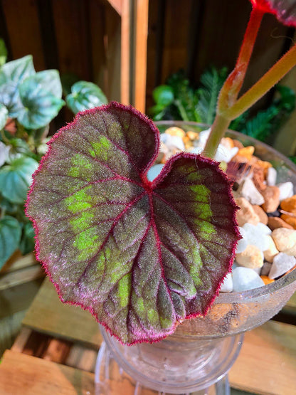 Begonia Cathayana