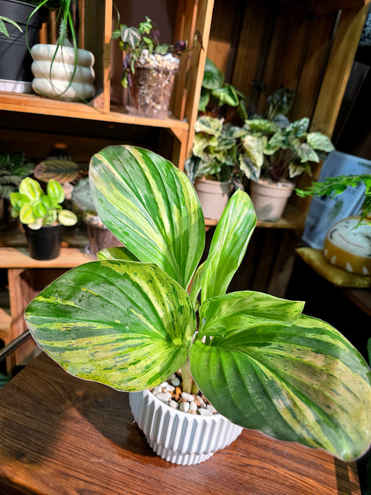 Kaempferia pulchra variegated 七彩孔雀姜錦