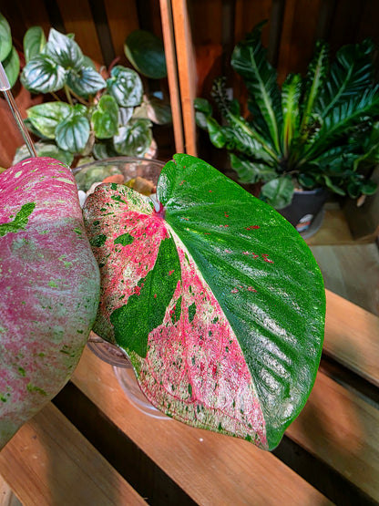 Caladium Thailand 泰國彩葉芋