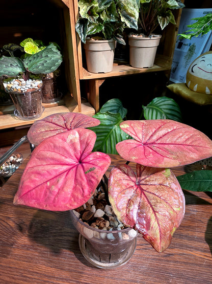 Caladium sp 櫻桃小丸子彩葉芋