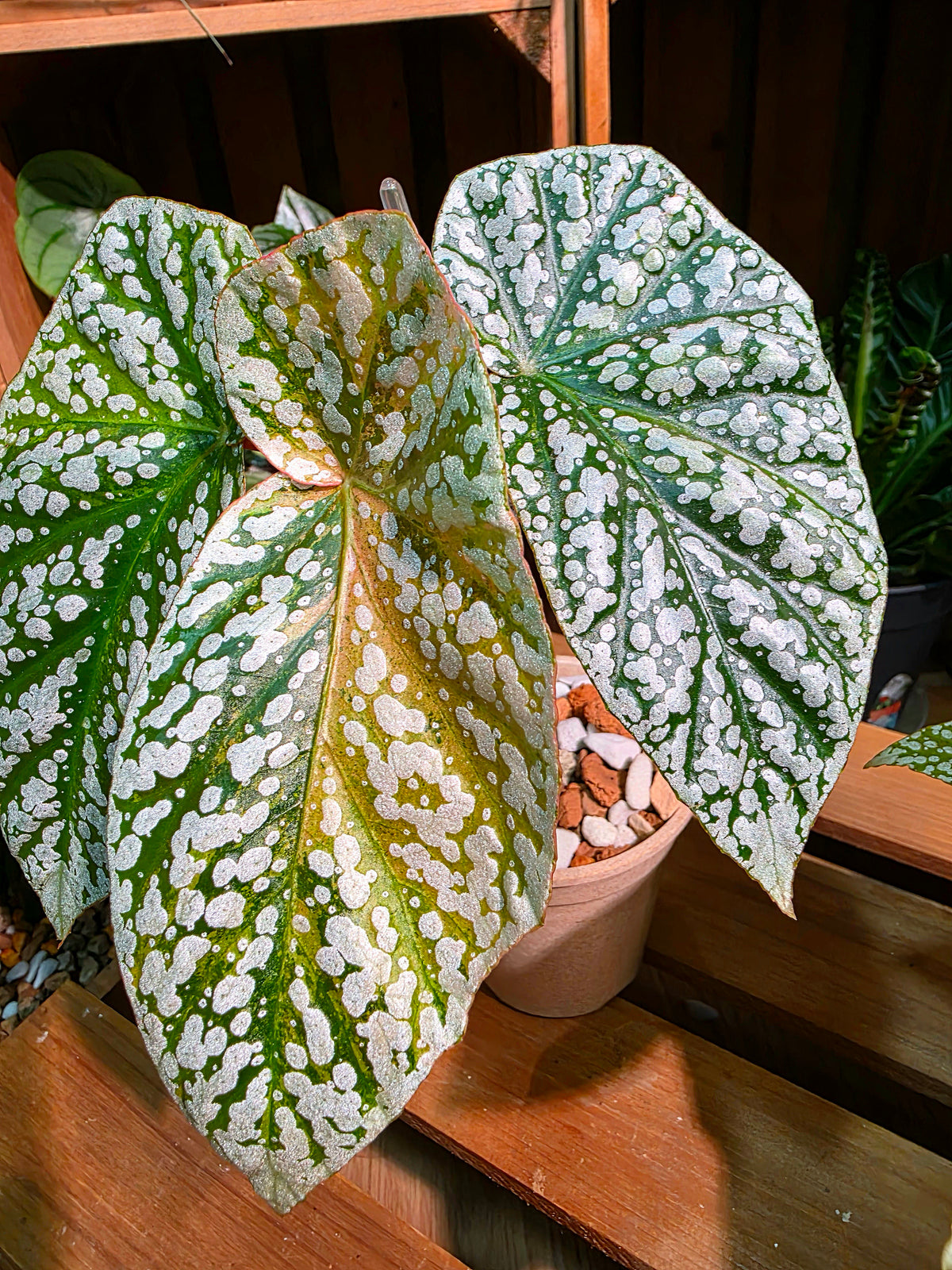 Begonia snow-capped variegated 'Mount Fuji'