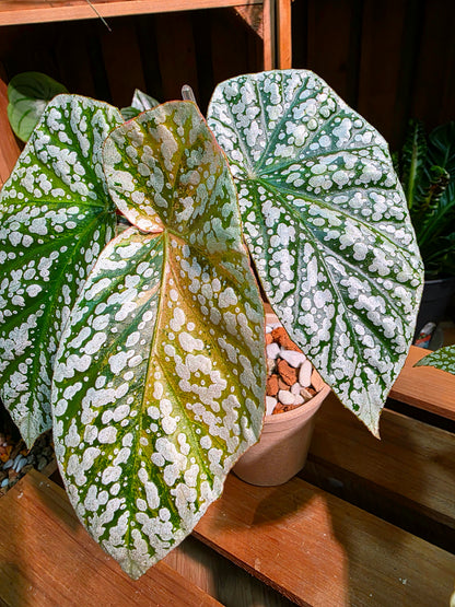 Begonia snow-capped variegated 'Mount Fuji'