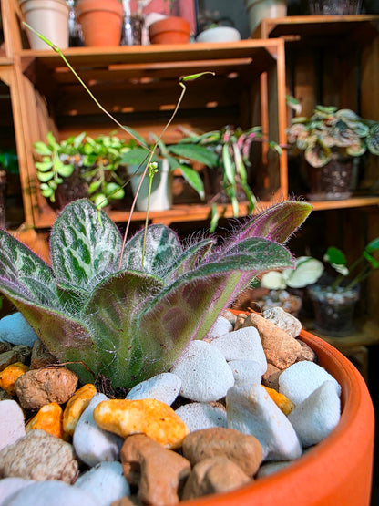 Primulina sinovietnamica