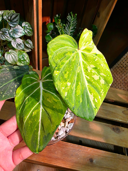 Philodendron gloriosum variegated