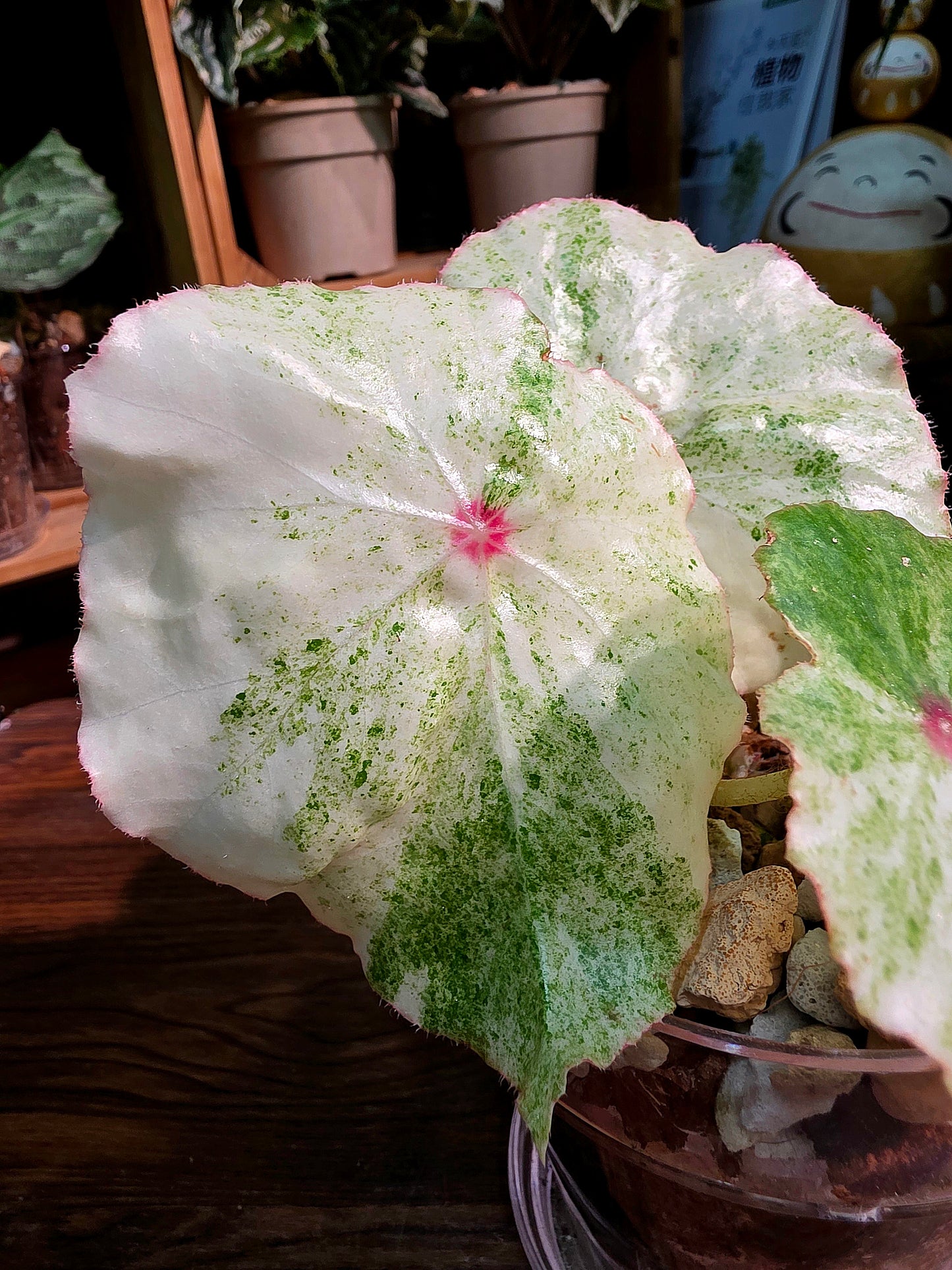 Begonia rouge variegated 胭脂錦秋海棠