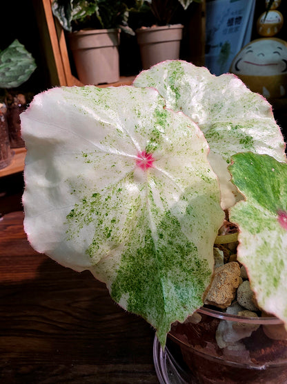 Begonia rouge variegated 胭脂錦秋海棠