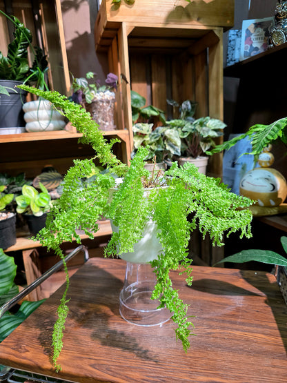 Nephrolepis exaltata cotton candy 棉花糖蕨