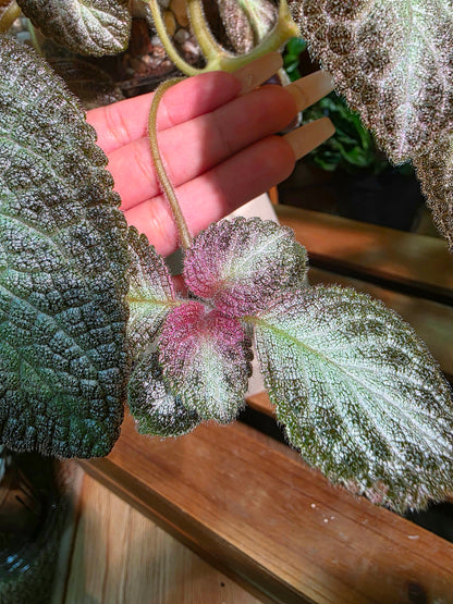 Episcia sp 銀虎喜蔭花