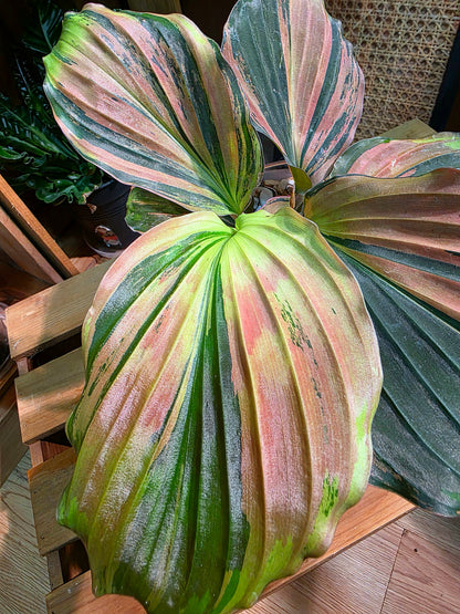 Kaempferia pulchra variegated