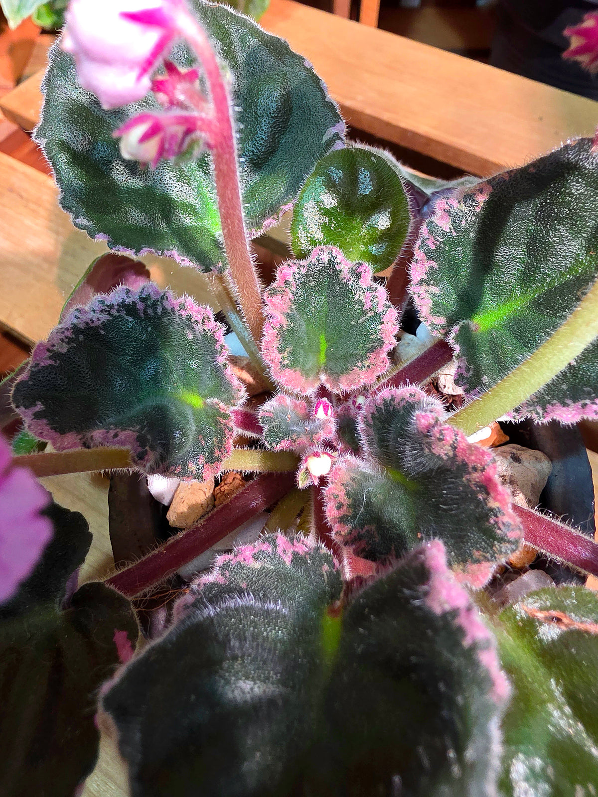 Streptocarpus ionqnthus 非洲紫羅蘭 - 春曉