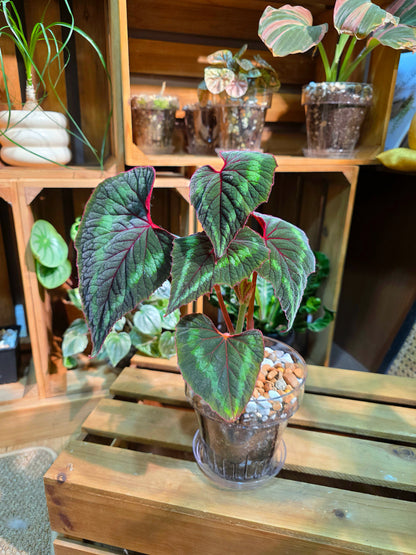 Begonia Cathayana 夢幻竹節秋海棠