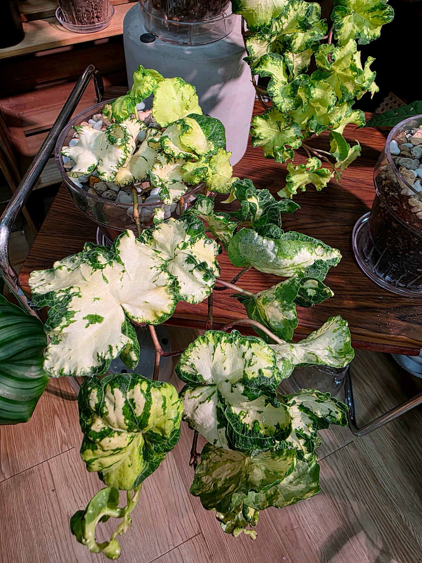 Hedera helix moonlight 雙株版月光燈常春藤