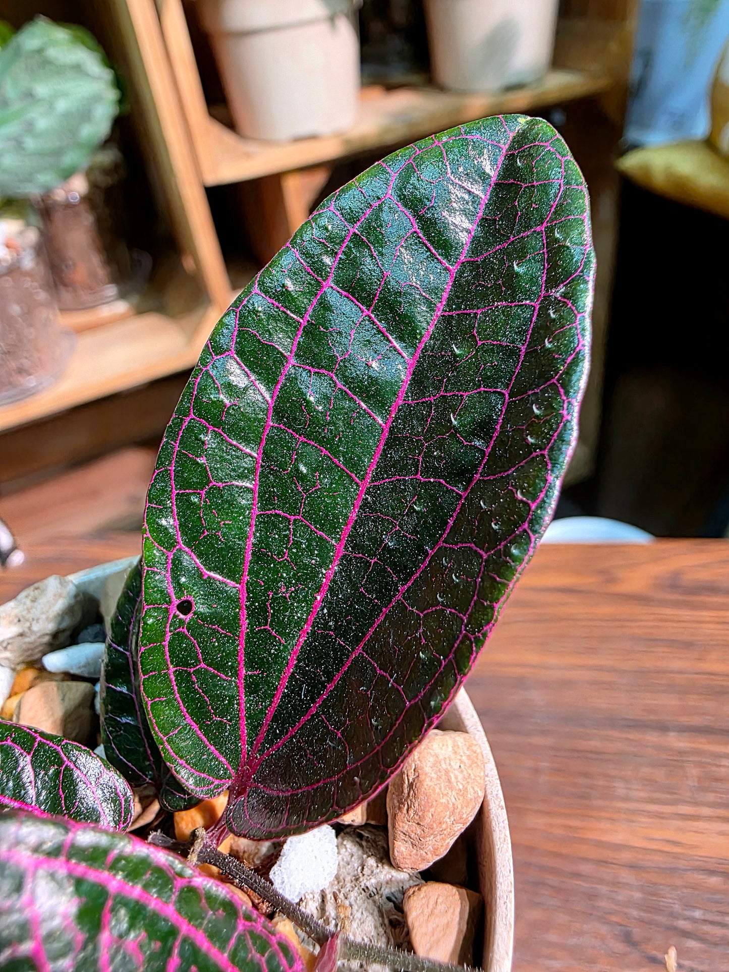 Piper sp borneo 派大星胡椒