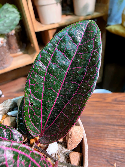 Piper sp borneo 派大星胡椒