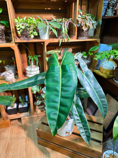 Philodendron billietiae