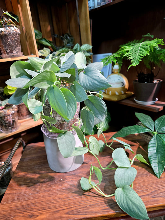 Scindapsus silver hero 銀色英雄銀斑葛