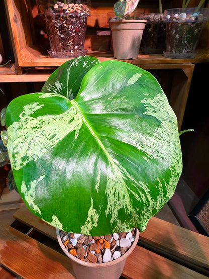 Monstera deliciosa Bulbasaur 妙蛙種子龜背竹