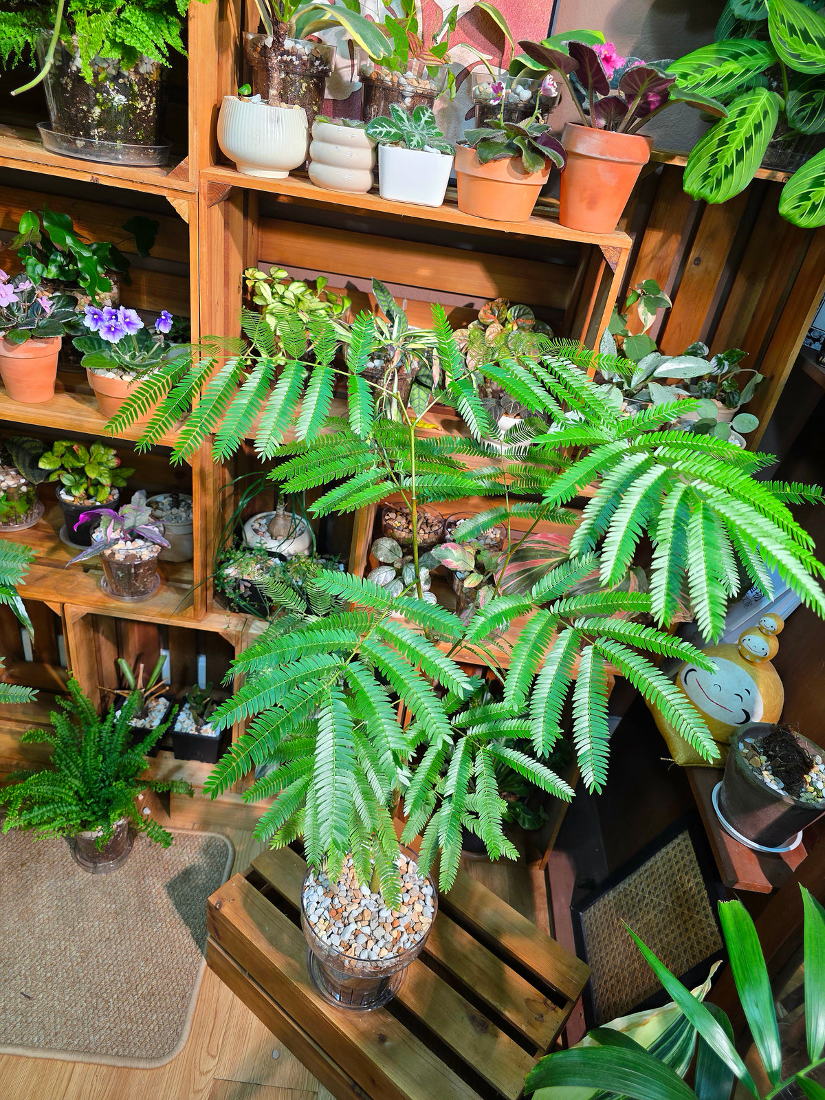 Cojoba arborea 小豆樹