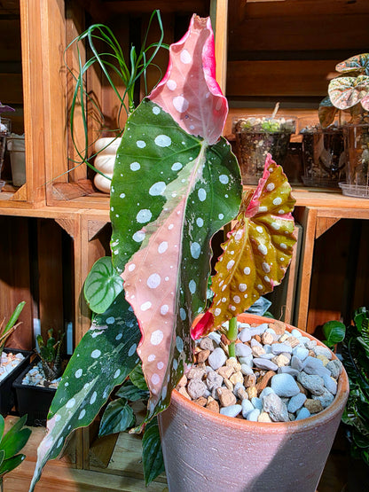 Begonia maculata variegated pink