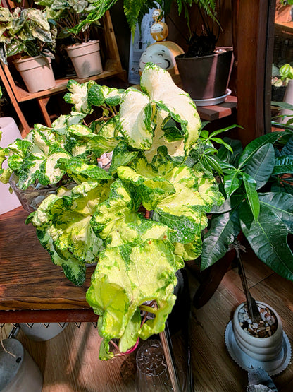 Hedera helix moonlight 雙株版月光燈常春藤