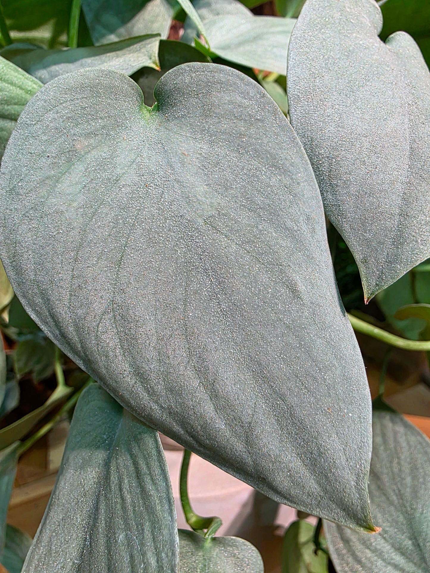 Scindapsus silver hero 銀色英雄銀斑葛