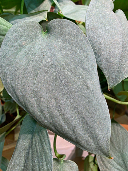 Scindapsus silver hero 銀色英雄銀斑葛