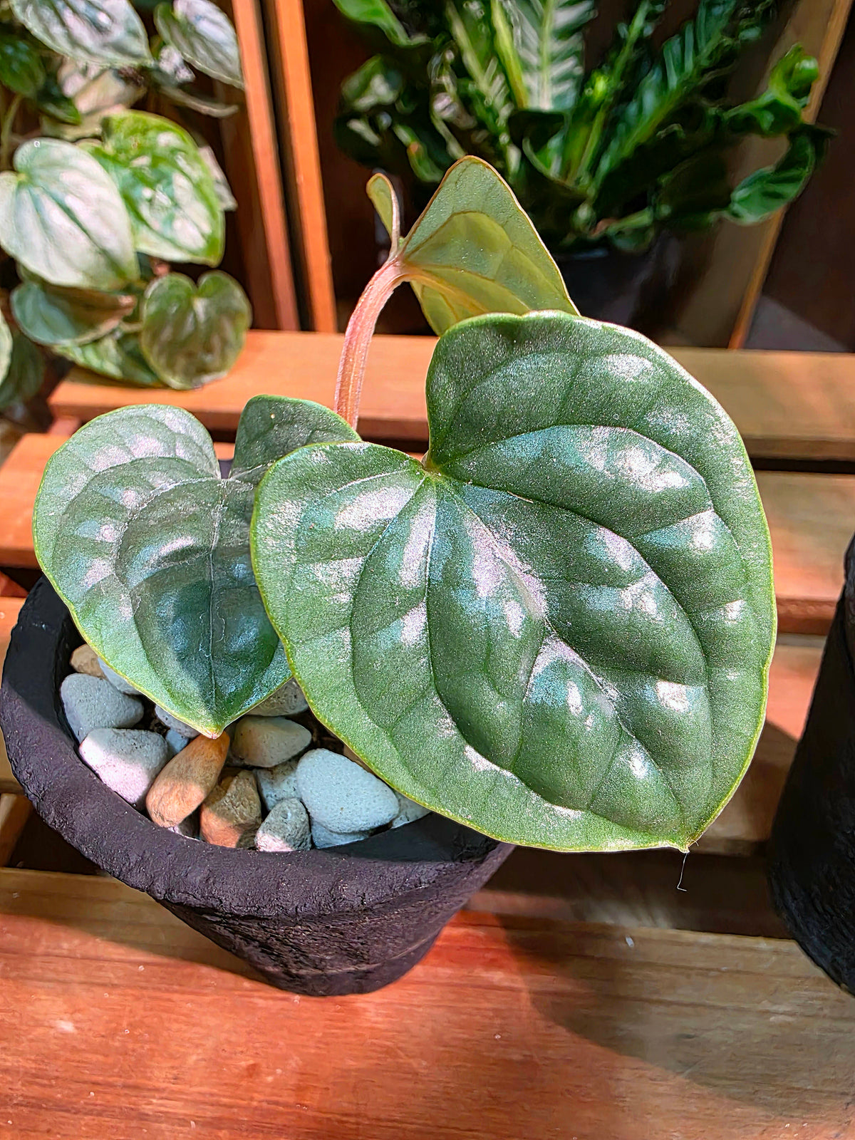 Anthurium luxurians platinum