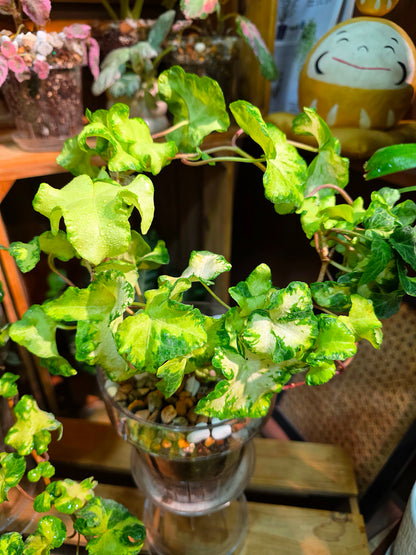 Hedera helix 'Moonlight'