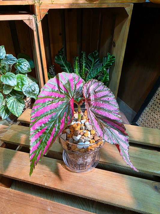 Begonia brevirimosa sub sp. exotica 紅紋秋海棠