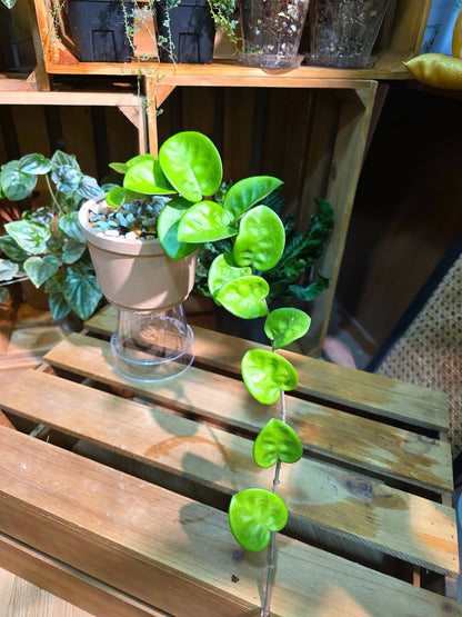 Hoya Carnosa Clinton 克林頓球蘭