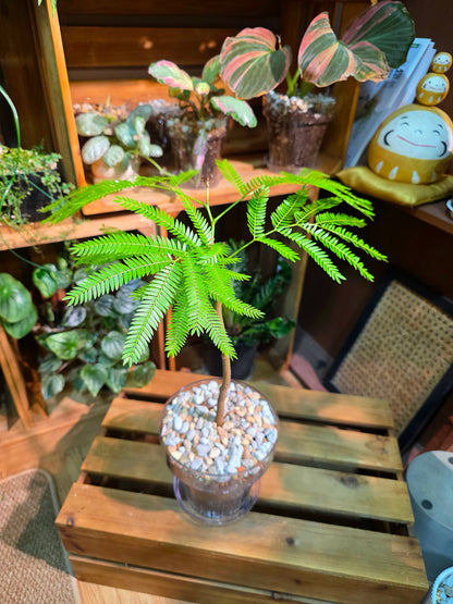Cojoba arborea (small bean tree)