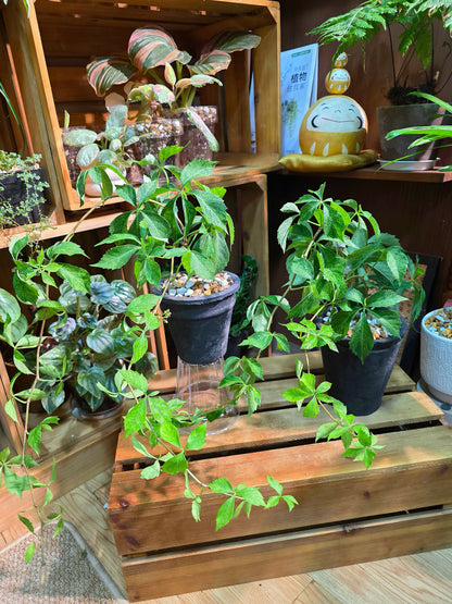 Parthenocissus quinquefolia variegated 五葉地錦星雨