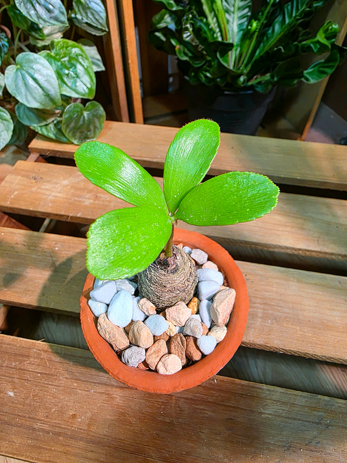 Zamia furfuracea 幸運鐵