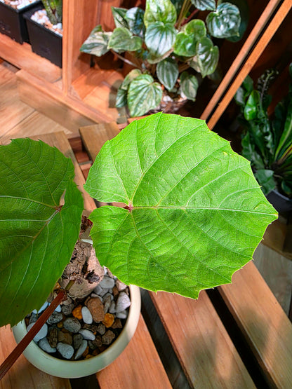 Ampelocissus martini 塊根樹葡萄