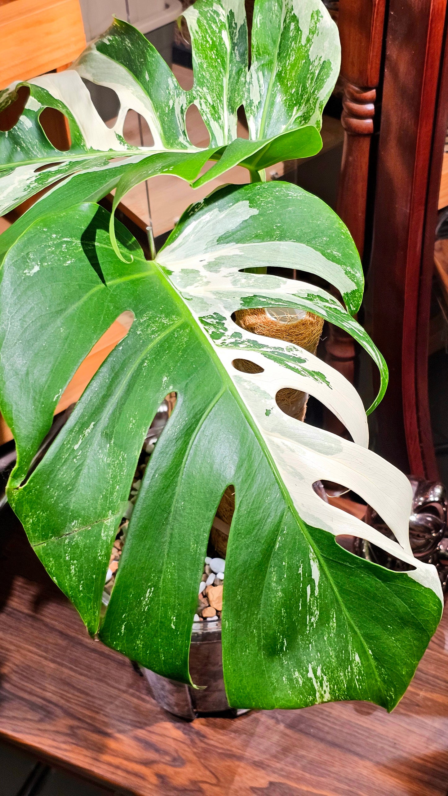 Monstera albo variegated 白斑龜背竹